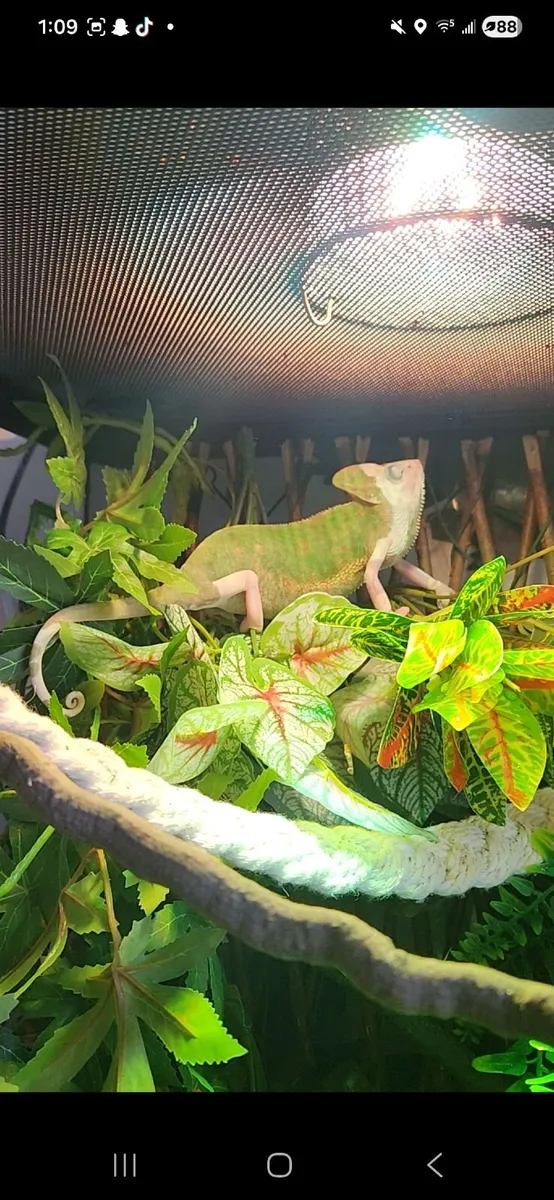 Piebald veiled Chameleon - Image 4