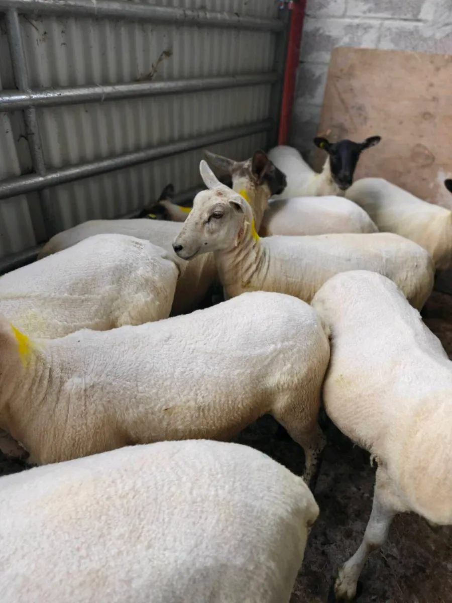 Ewe hoggets - Image 2