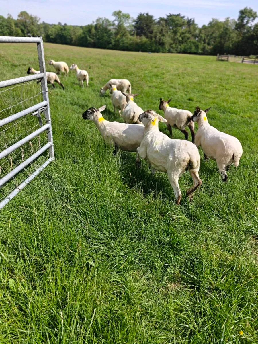 Ewe hoggets - Image 1