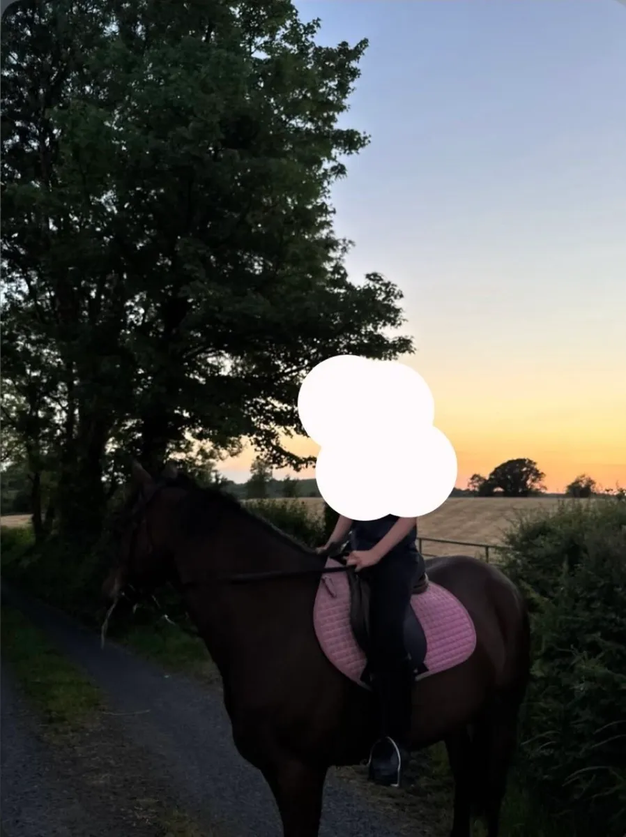 15.1hh mare for sale🐴 - Image 1
