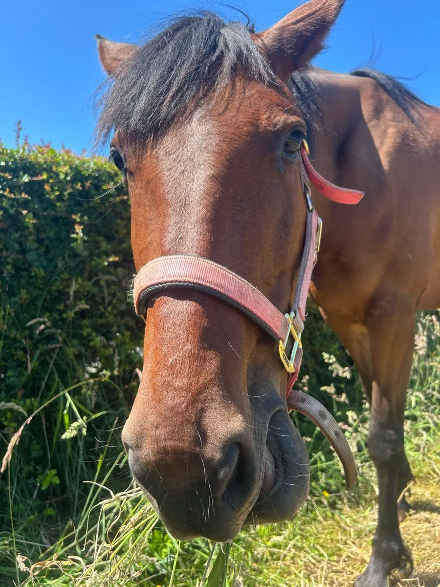 15.1hh mare for sale🐴 - Image 2