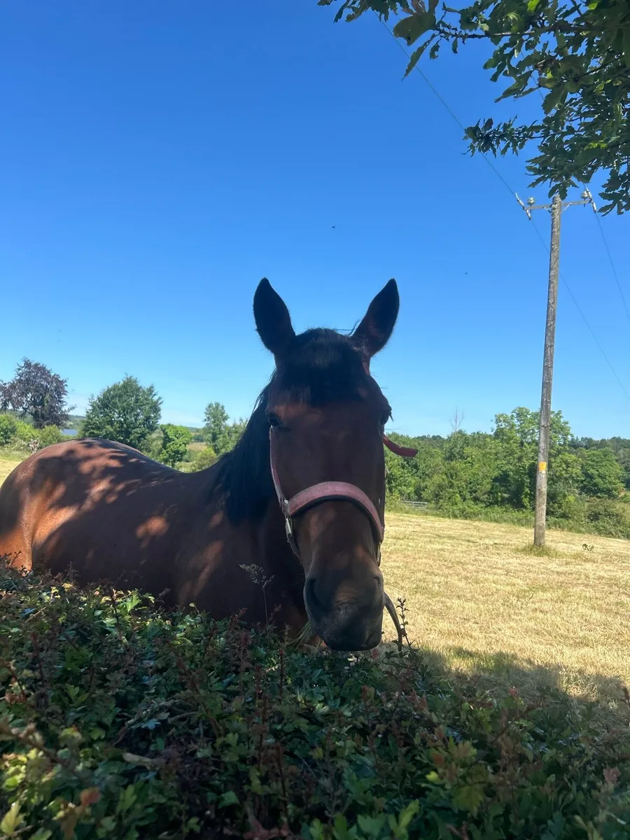 15.1hh mare for sale🐴 - Image 3