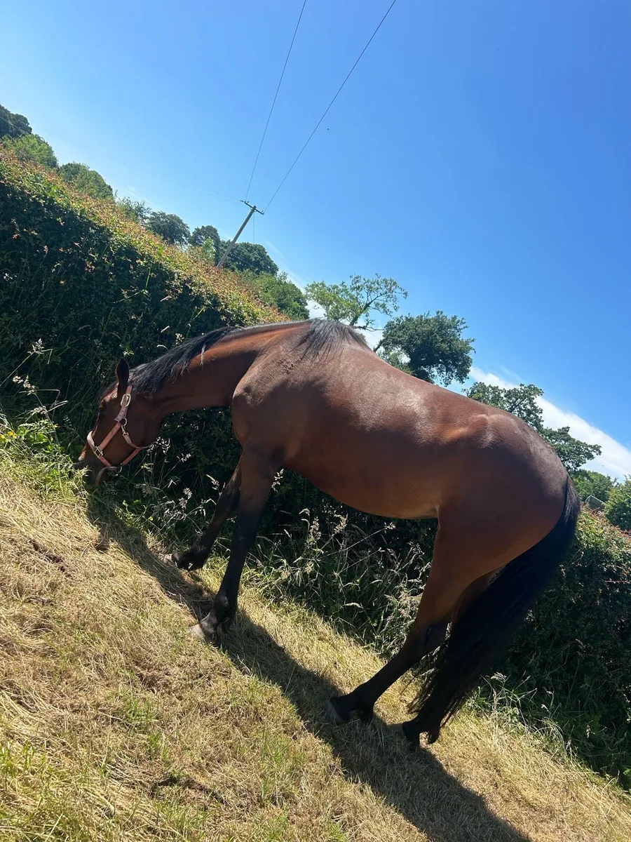 15.1hh mare for sale🐴 - Image 4