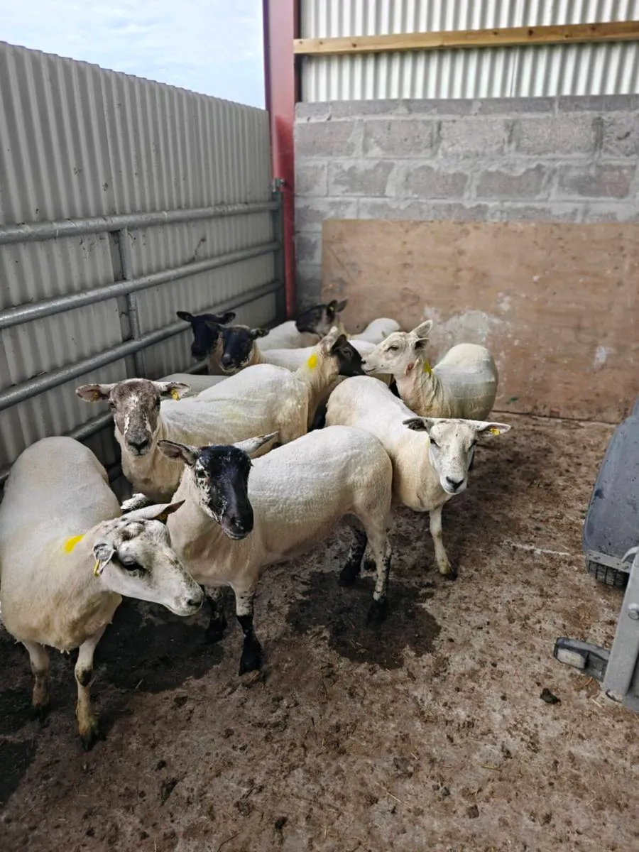 Ewe hoggets - Image 3