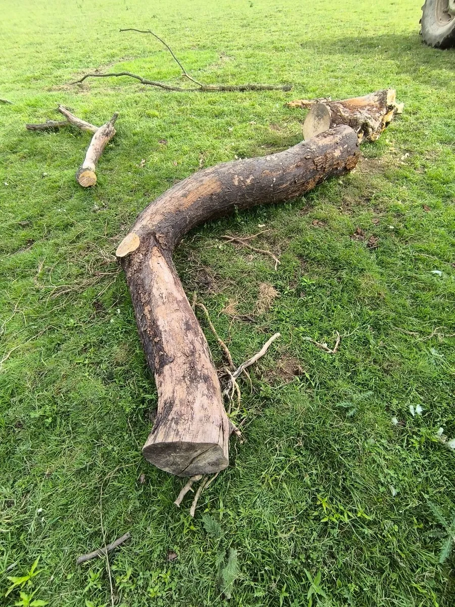 Elm trunk - Image 1