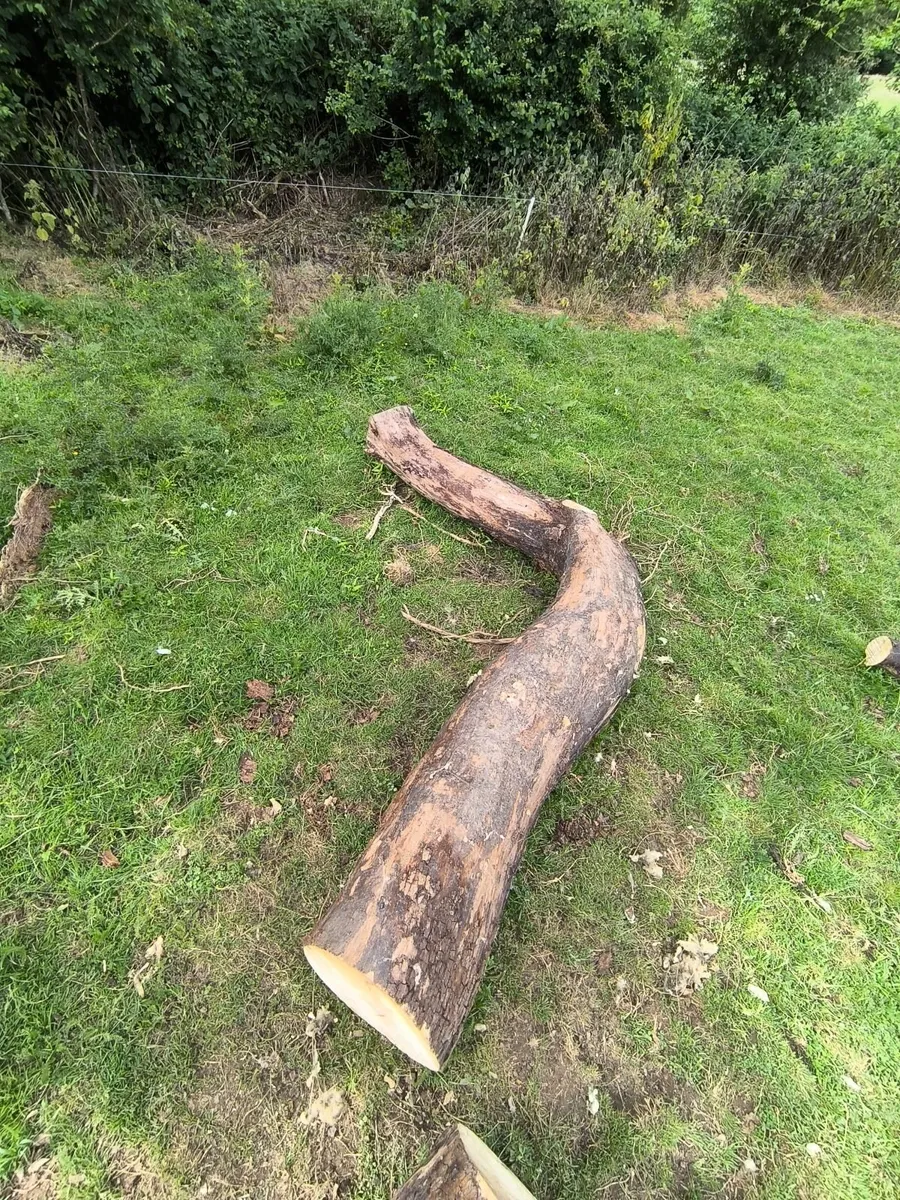 Elm trunk - Image 2