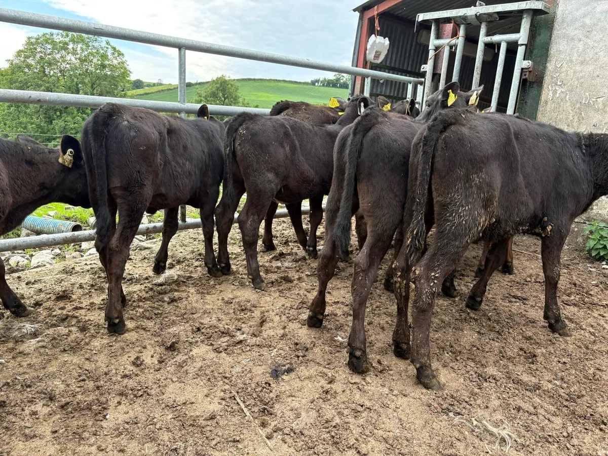 9 Angus weanlings - Image 1