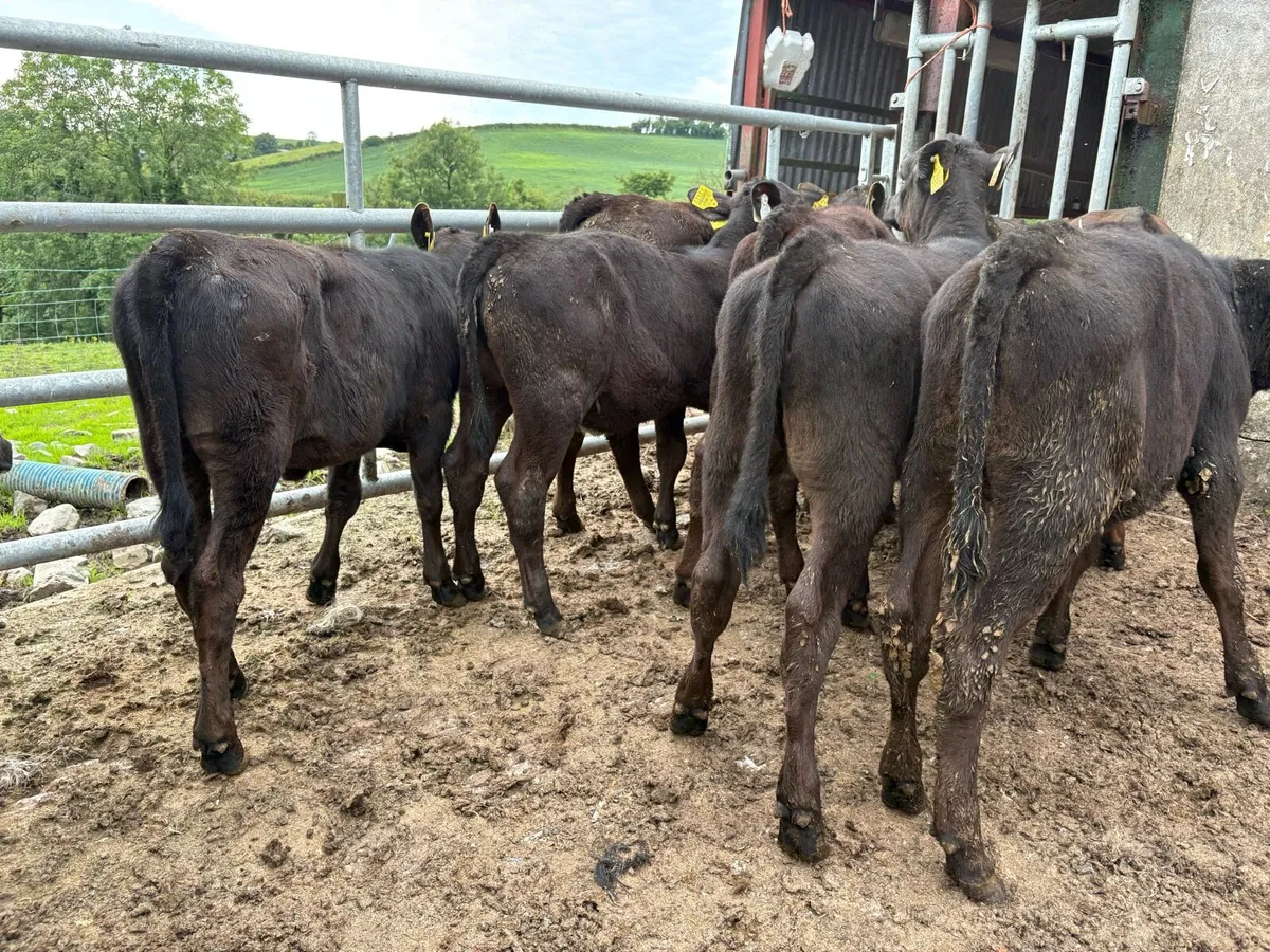 9 Angus weanlings - Image 2