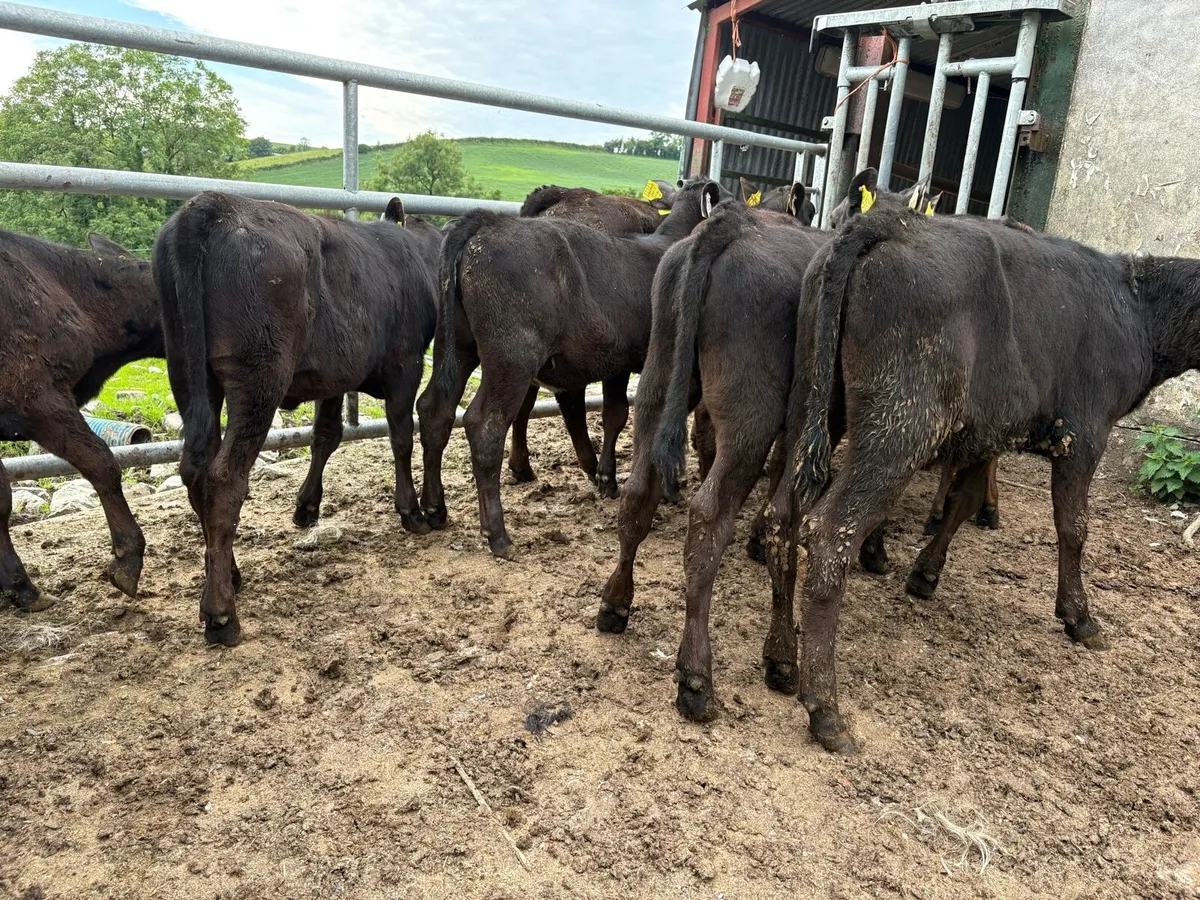 9 Angus weanlings - Image 3