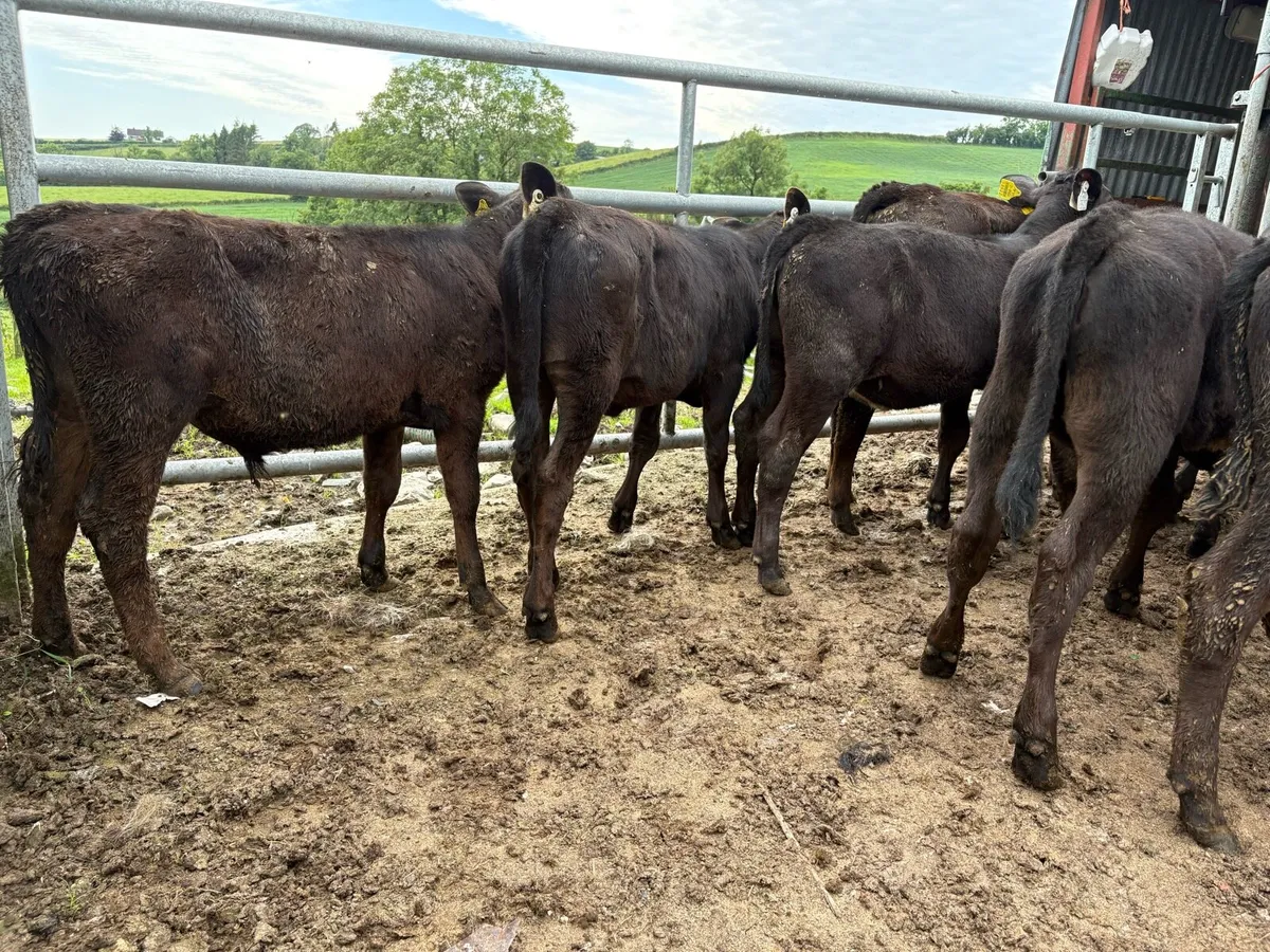 9 Angus weanlings - Image 4
