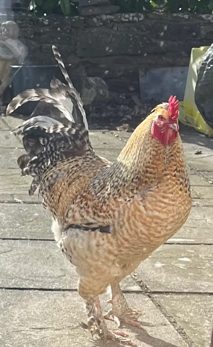 Bielefelder Rooster
