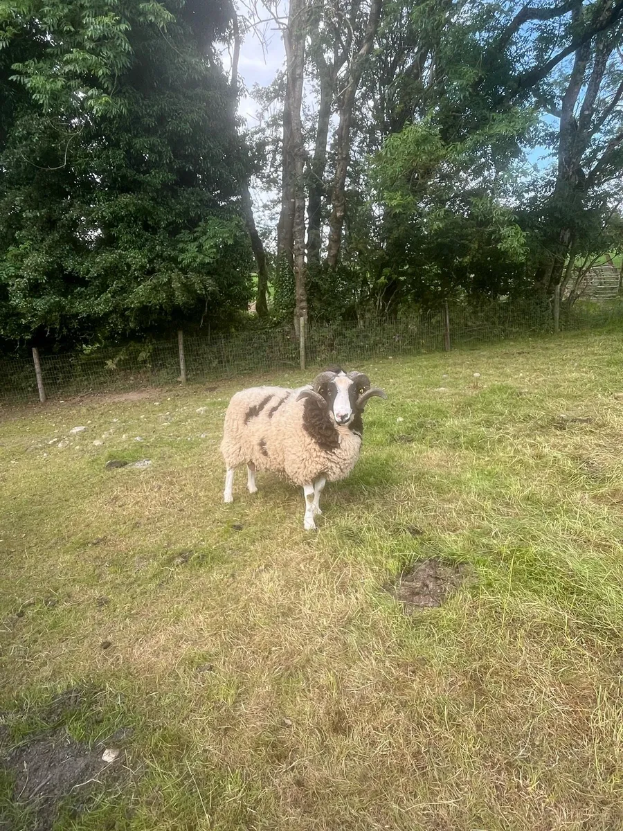 Jacob Sheep - Image 1