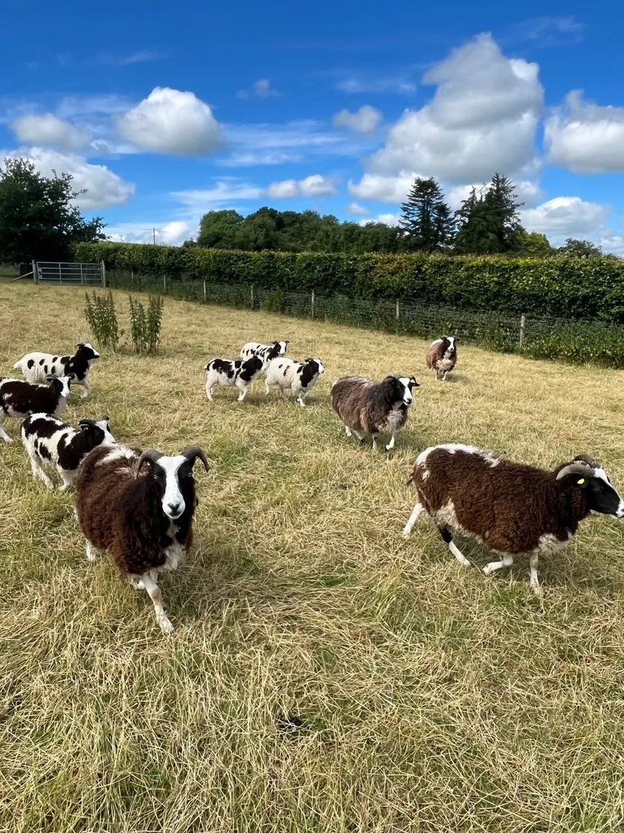 Jacob Sheep - Image 2