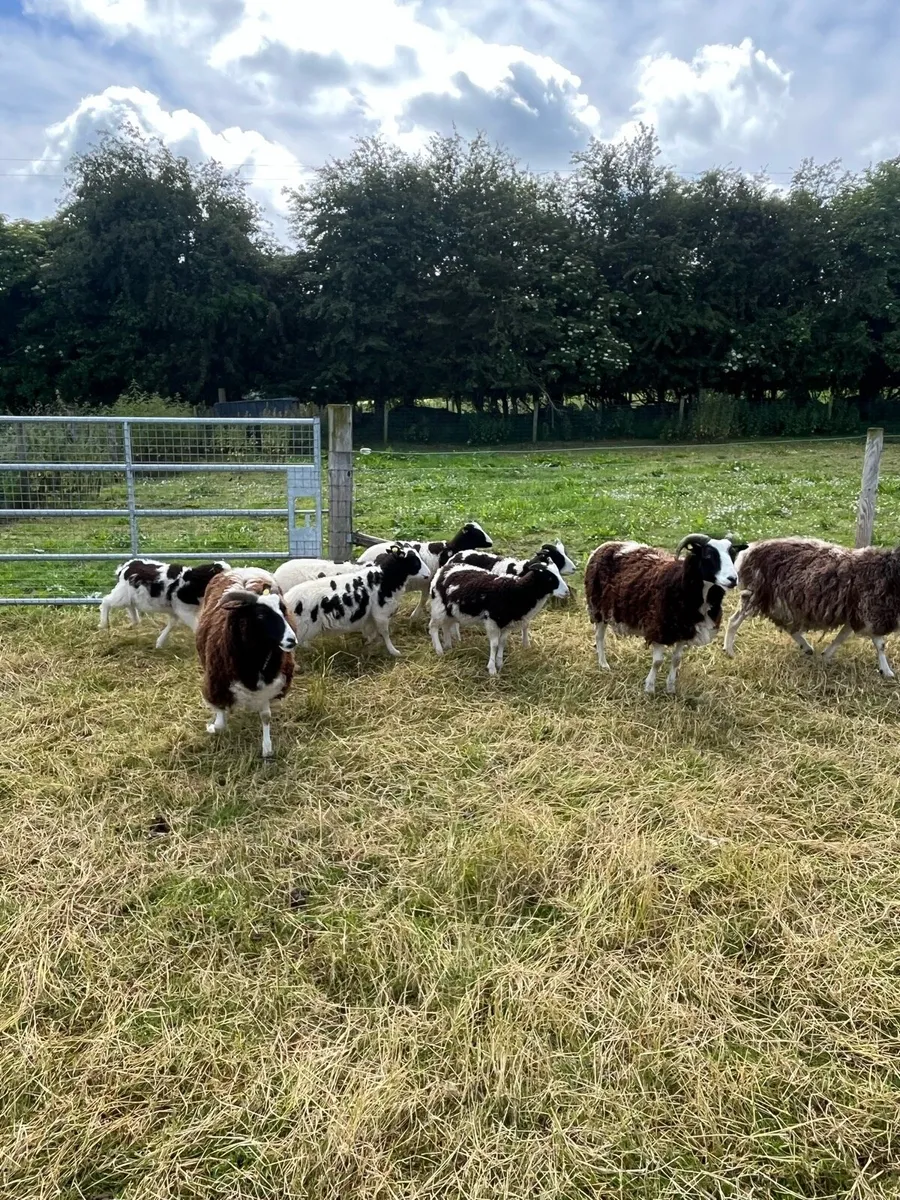 Jacob Sheep - Image 3