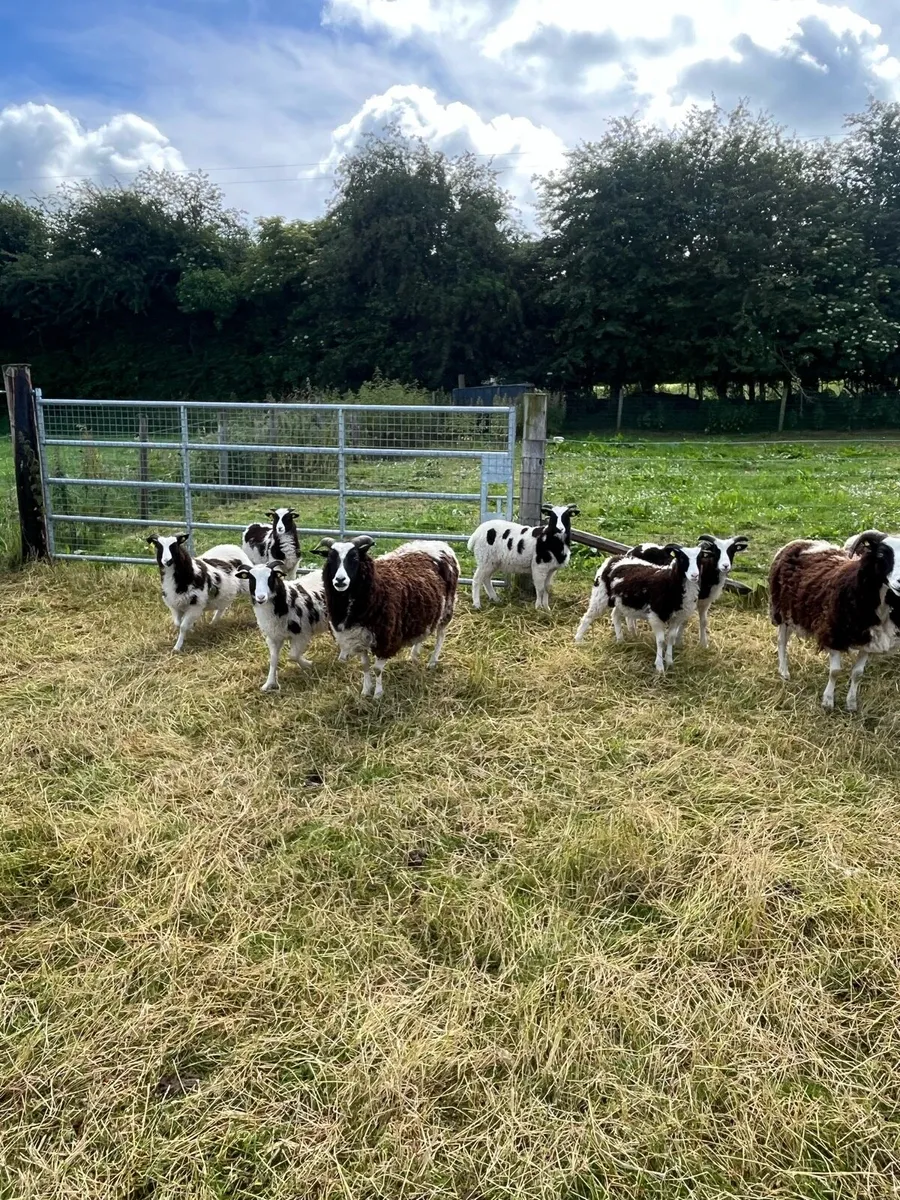 Jacob Sheep - Image 4