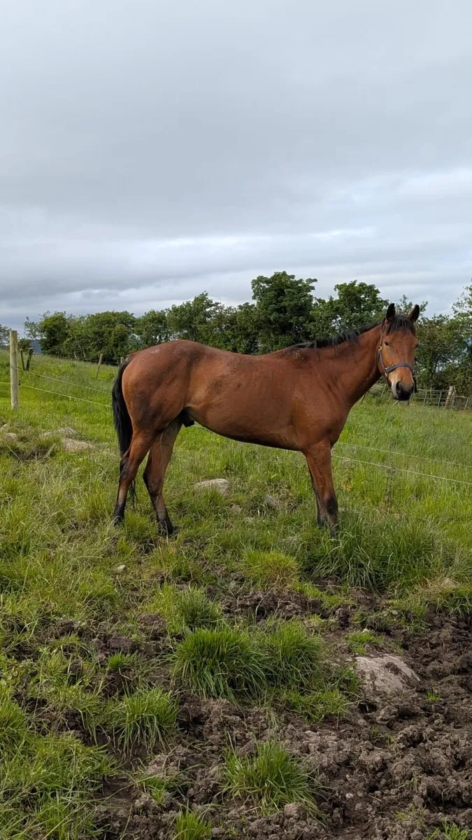3 year old bay gelding - Image 1