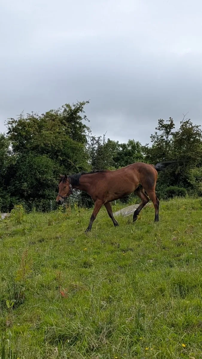 3 year old bay gelding - Image 2