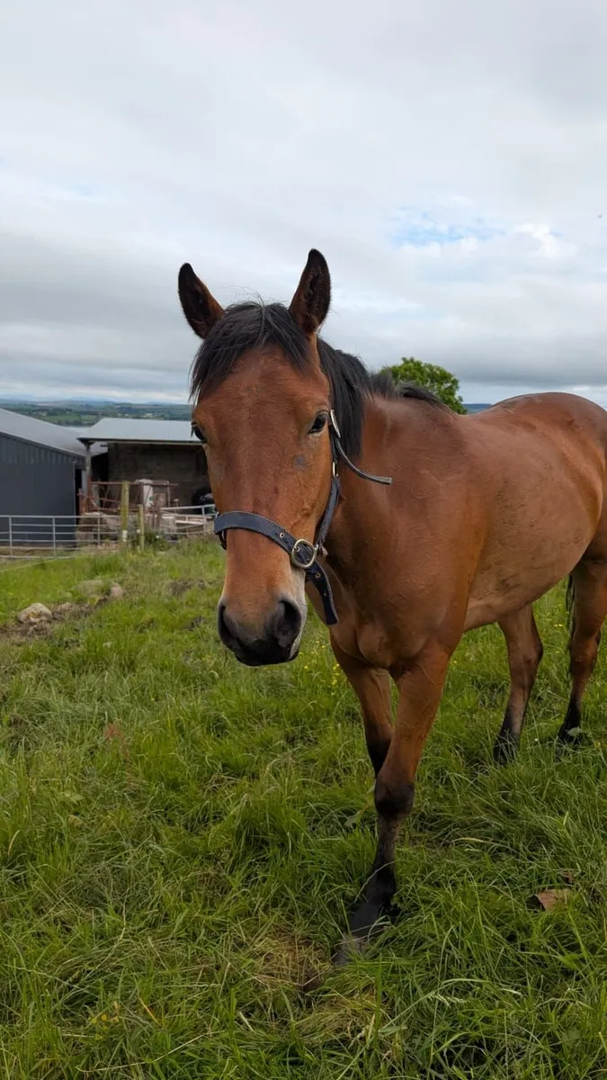 3 year old bay gelding - Image 3