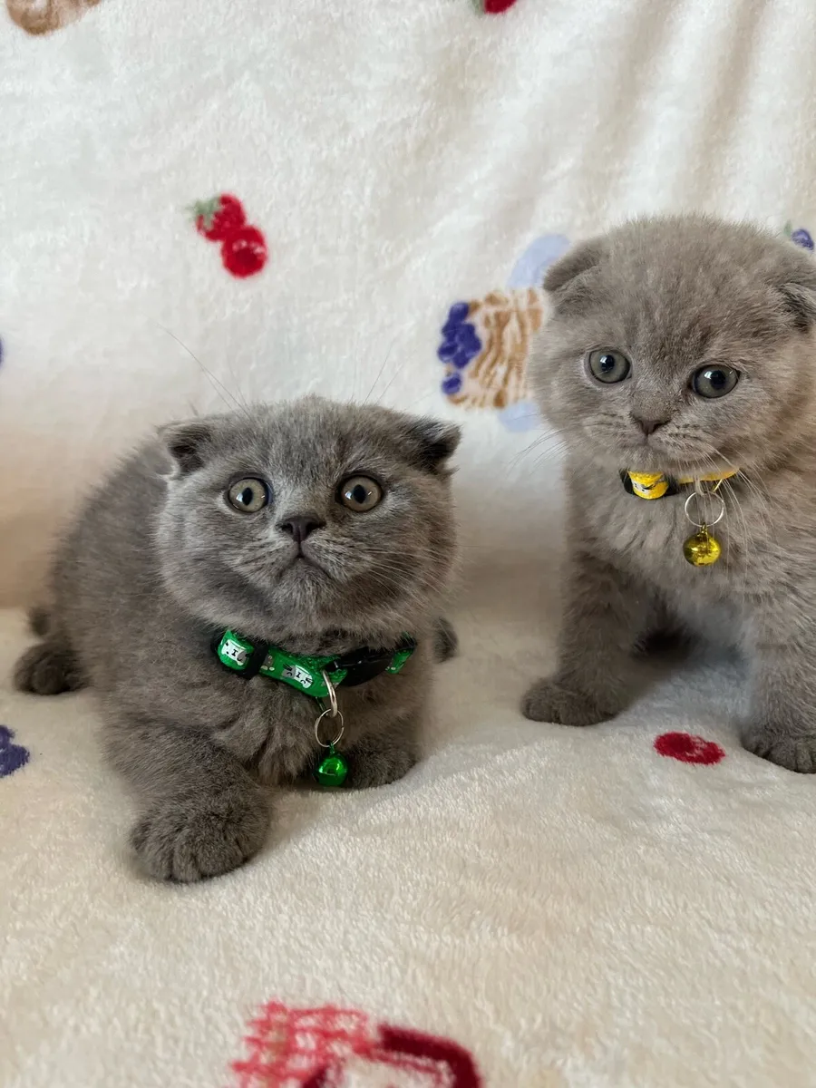 Beautiful British and Scottish fold boy ❤️🐈‍⬛🥰 - Image 3