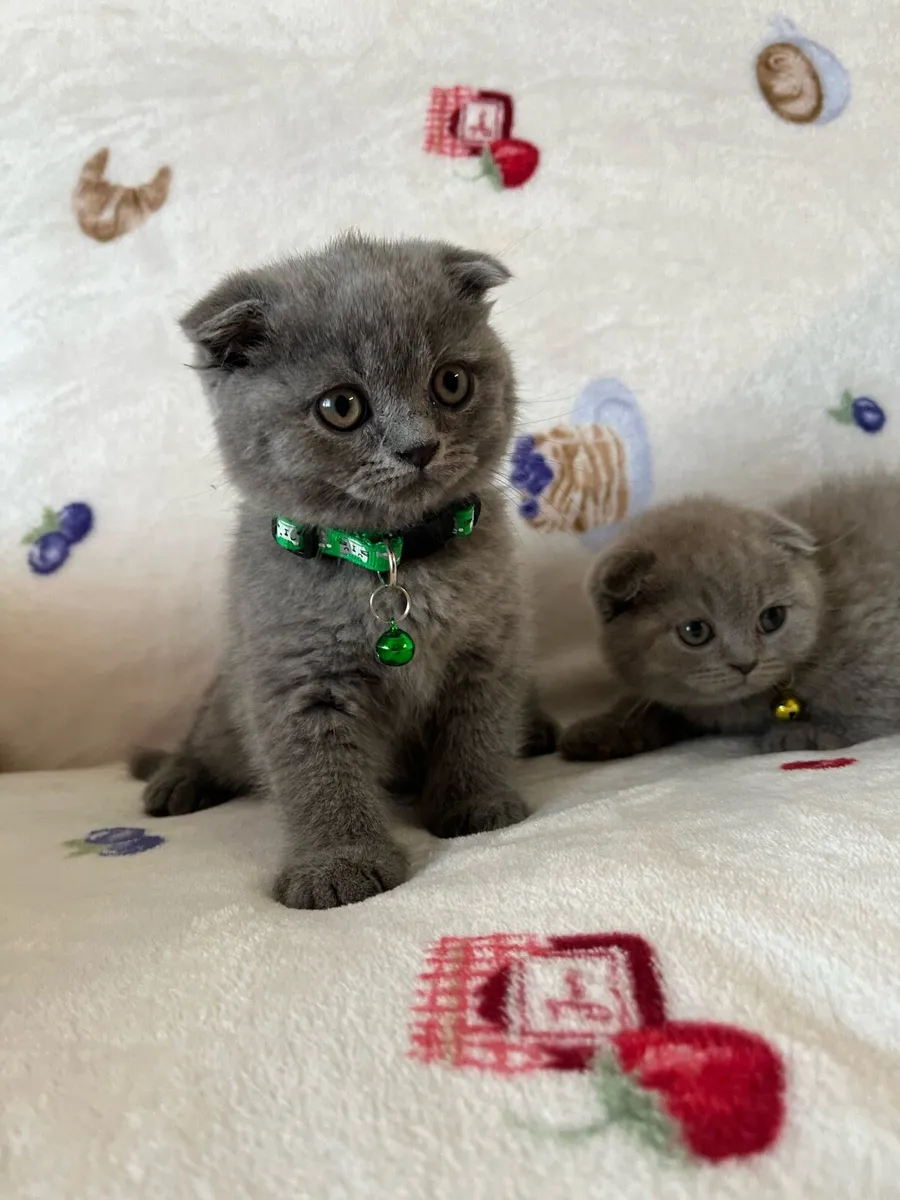 Beautiful British and Scottish fold boy ❤️🐈‍⬛🥰 - Image 4
