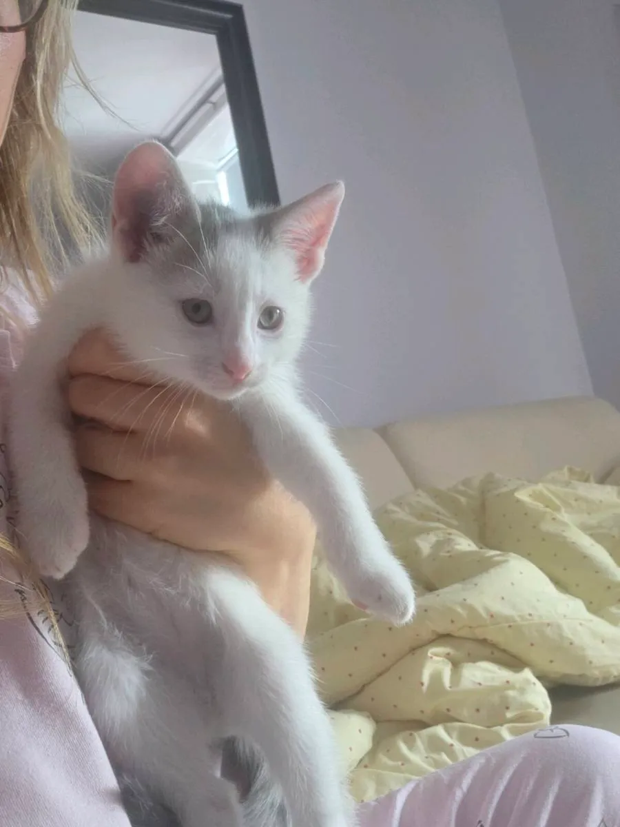 Kittens - Image 2
