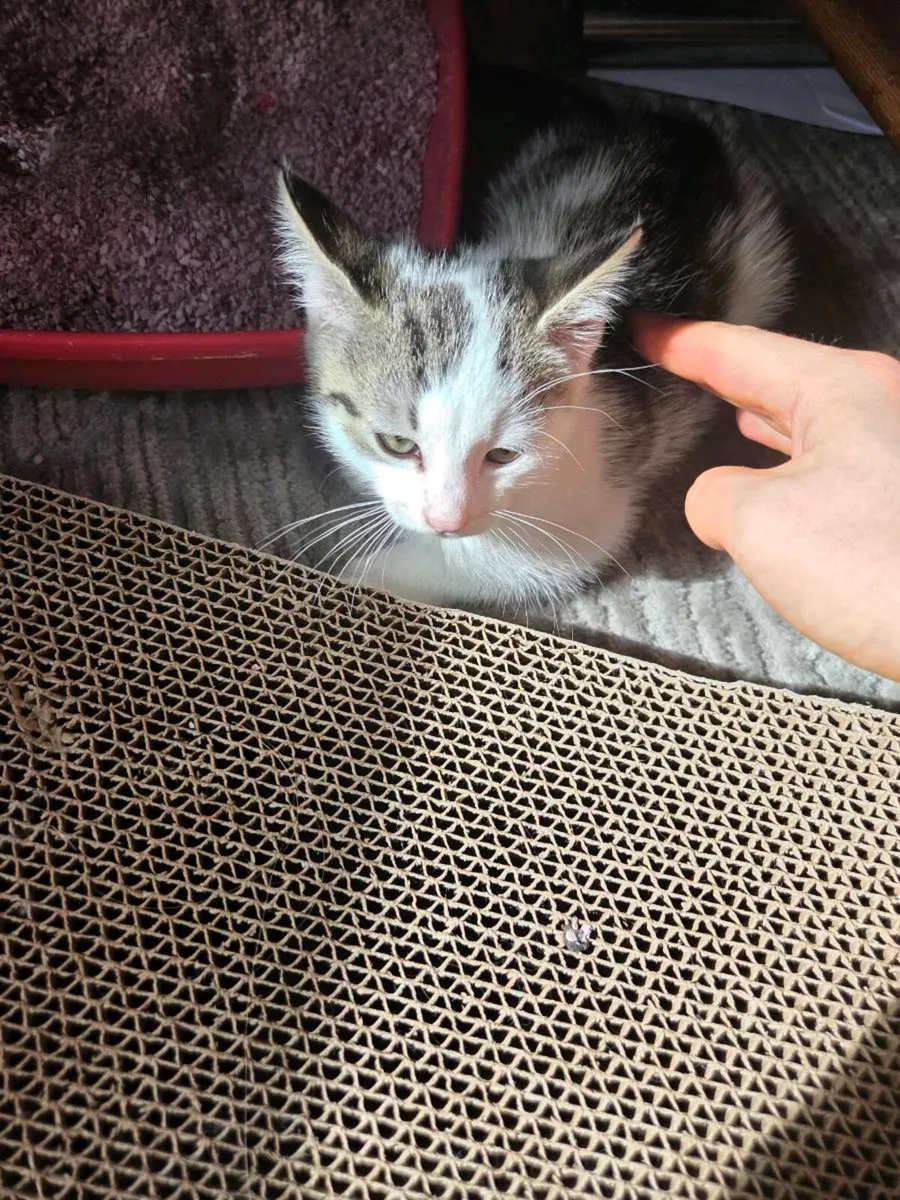 Kittens - Image 3