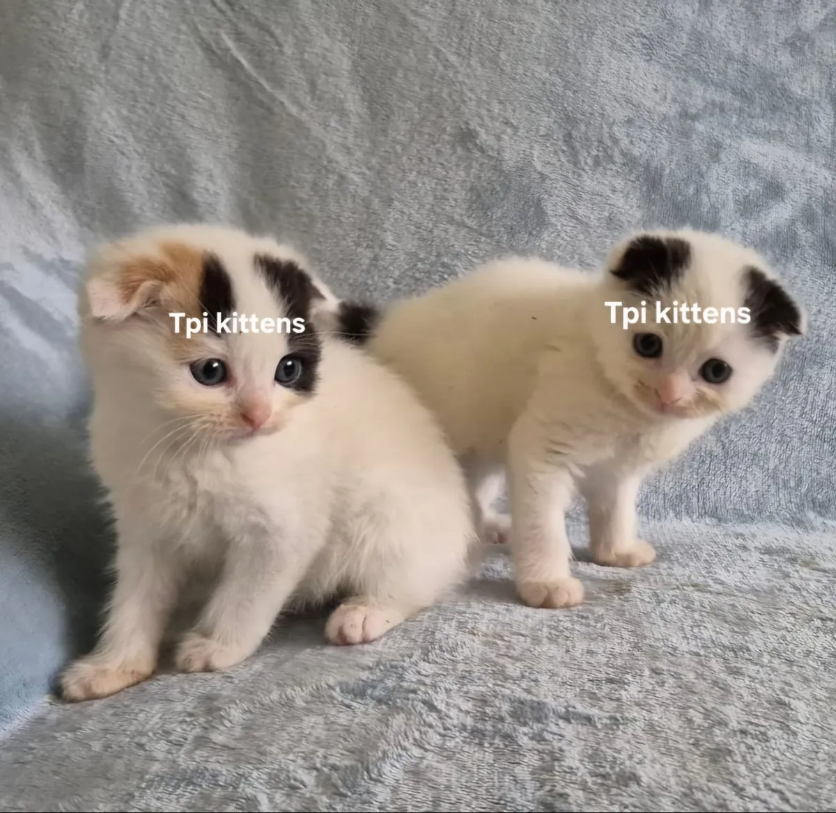 Scottish Fold & Straight Kittens - Image 1
