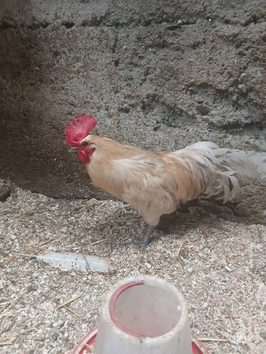 Rooster - Image 2