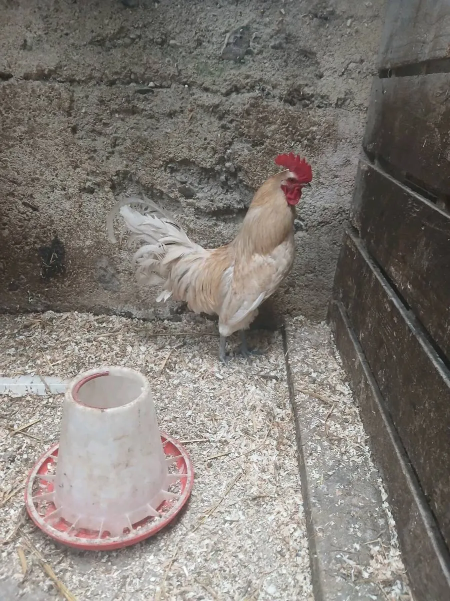 Rooster - Image 3