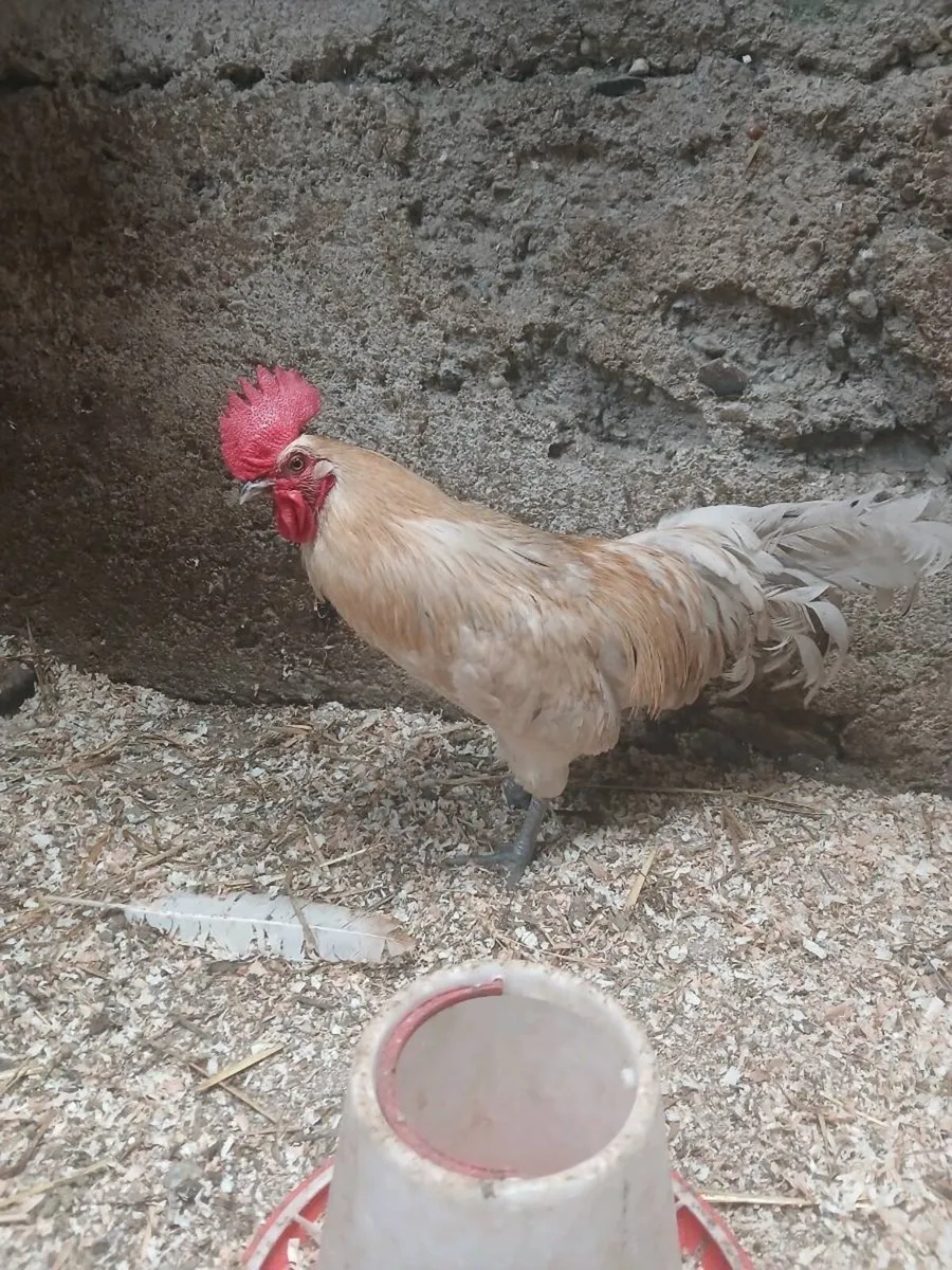 Rooster - Image 1