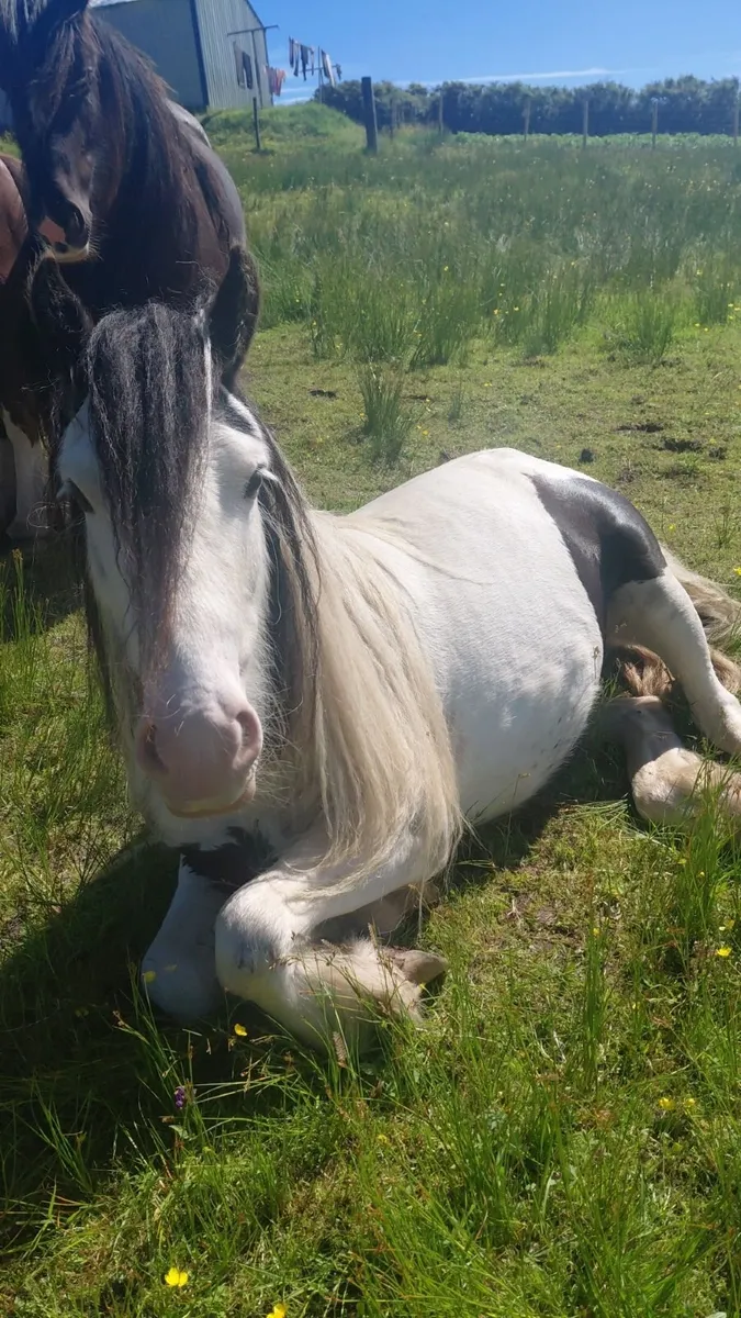 Pony - Image 1