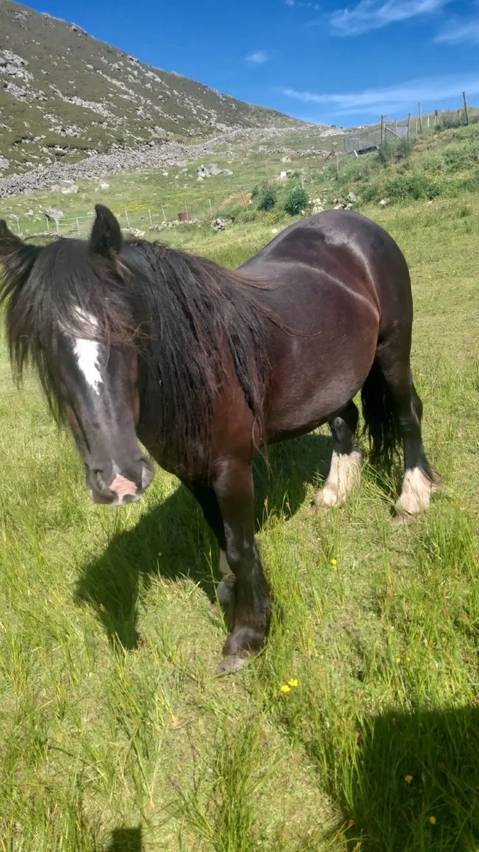 Pony - Image 2