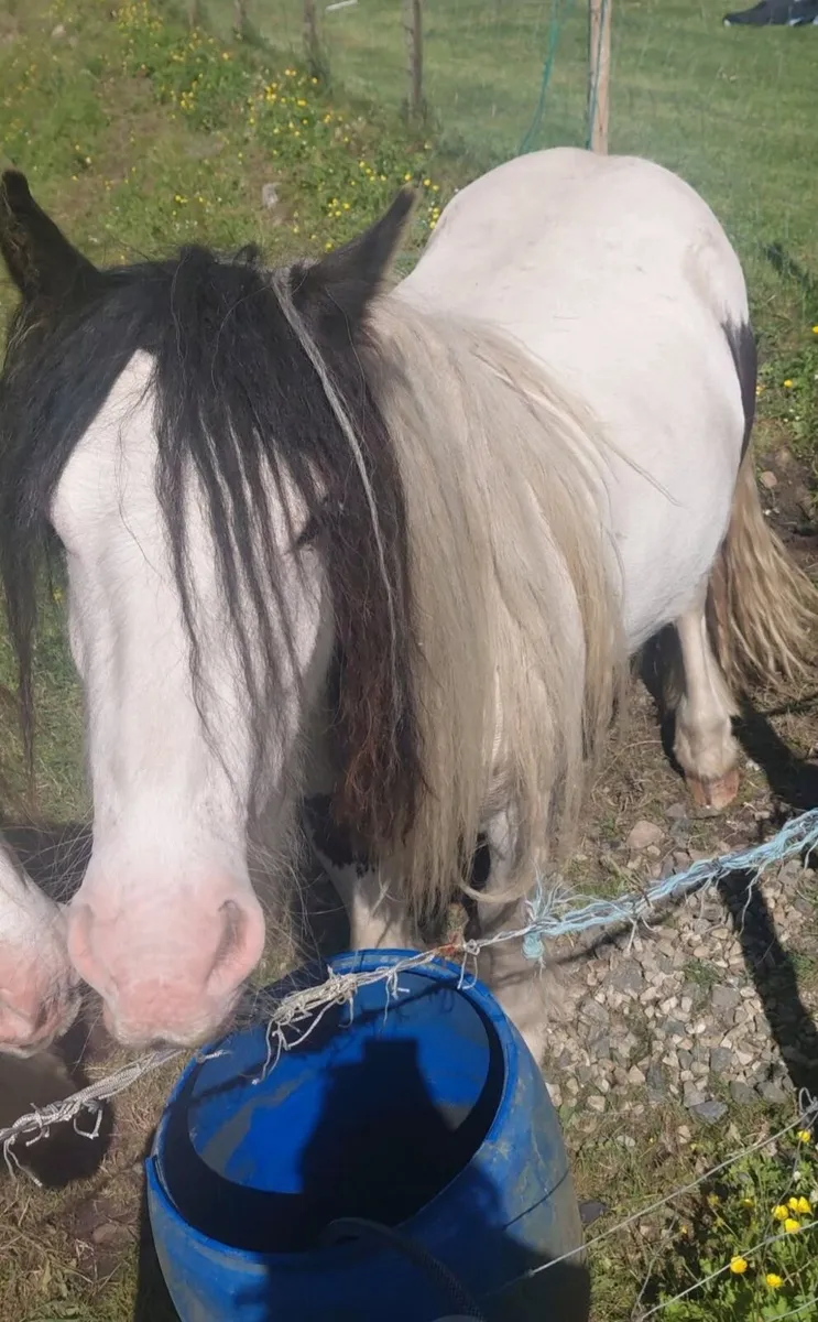 Pony - Image 3