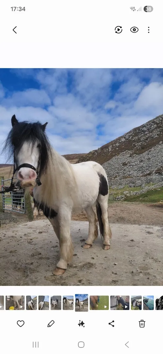 Pony - Image 4