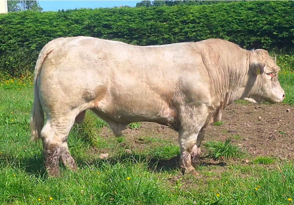 PEDIGREE REDISTERED CHAROLAIS BULL - Image 1