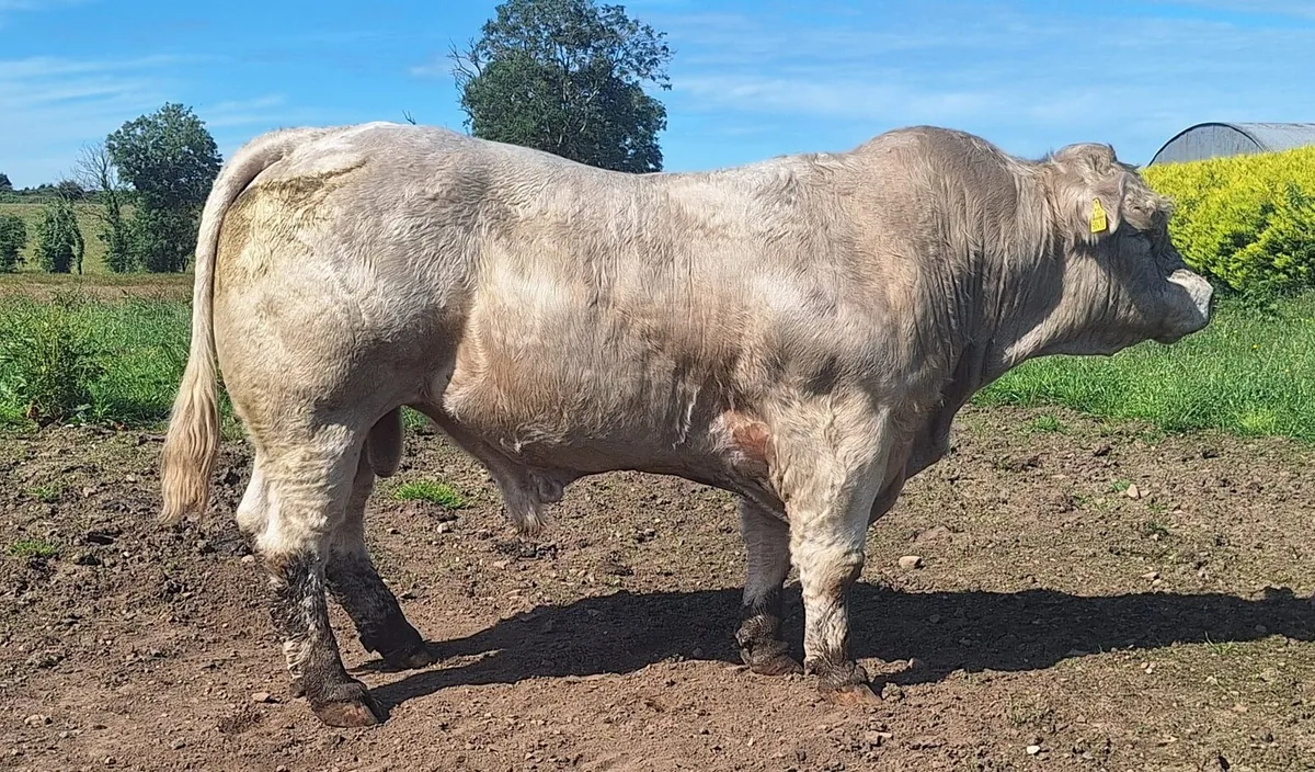 PEDIGREE REDISTERED CHAROLAIS BULL - Image 4