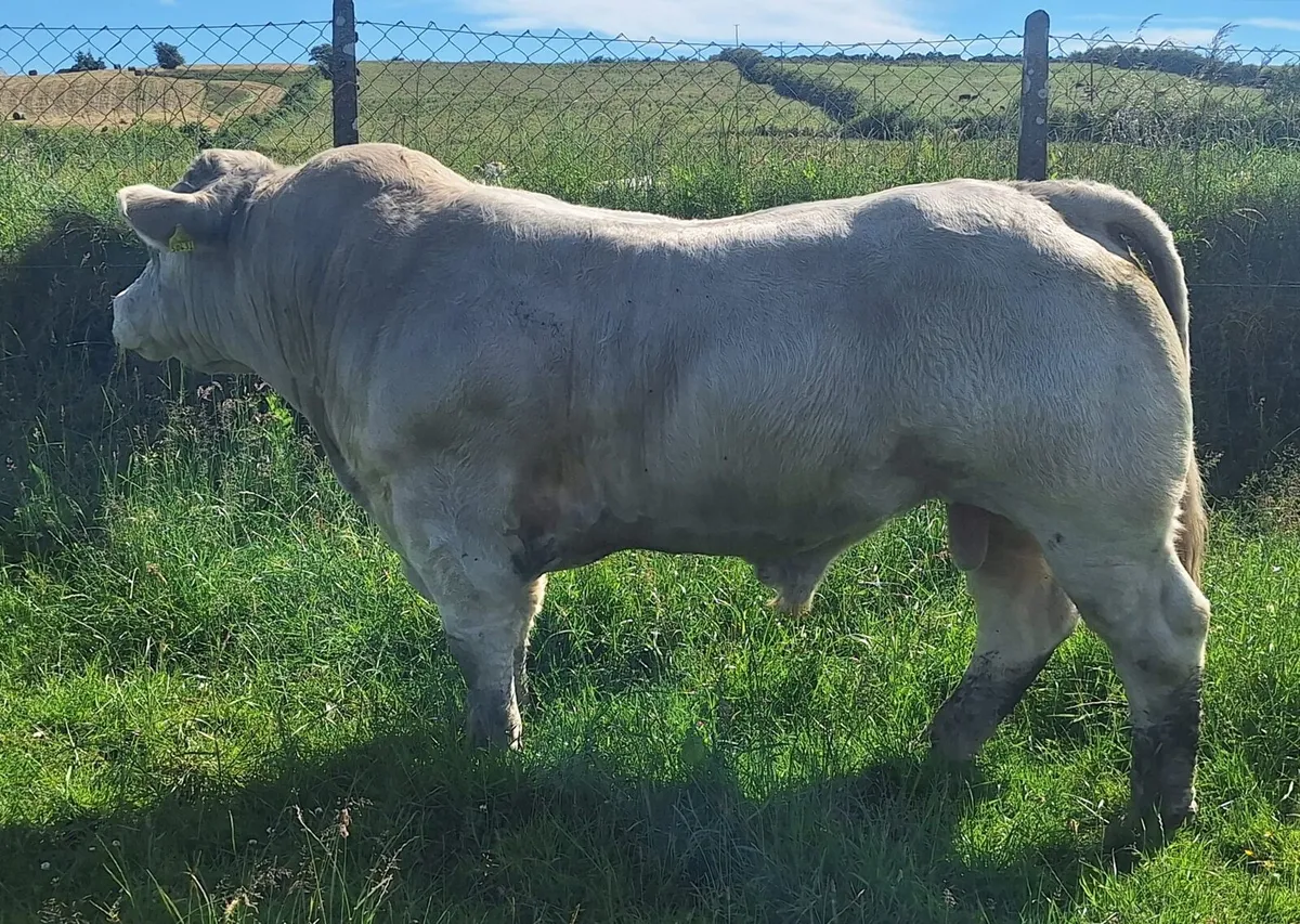 PEDIGREE REDISTERED CHAROLAIS BULL - Image 2