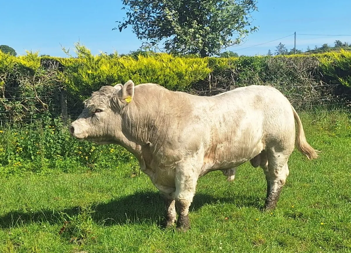 PEDIGREE REDISTERED CHAROLAIS BULL - Image 3