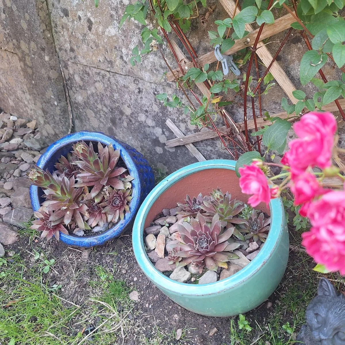 Mature Succulent Arrangements in Glazed CeramicPot - Image 1