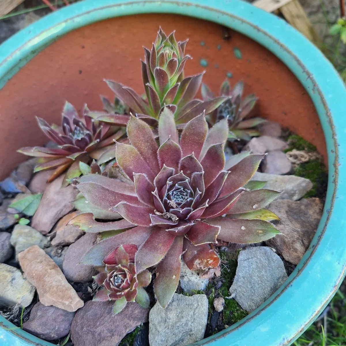 Mature Succulent Arrangements in Glazed CeramicPot - Image 3