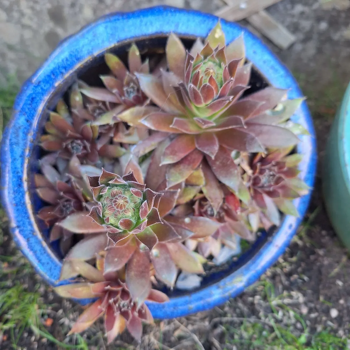 Mature Succulent Arrangements in Glazed CeramicPot - Image 2