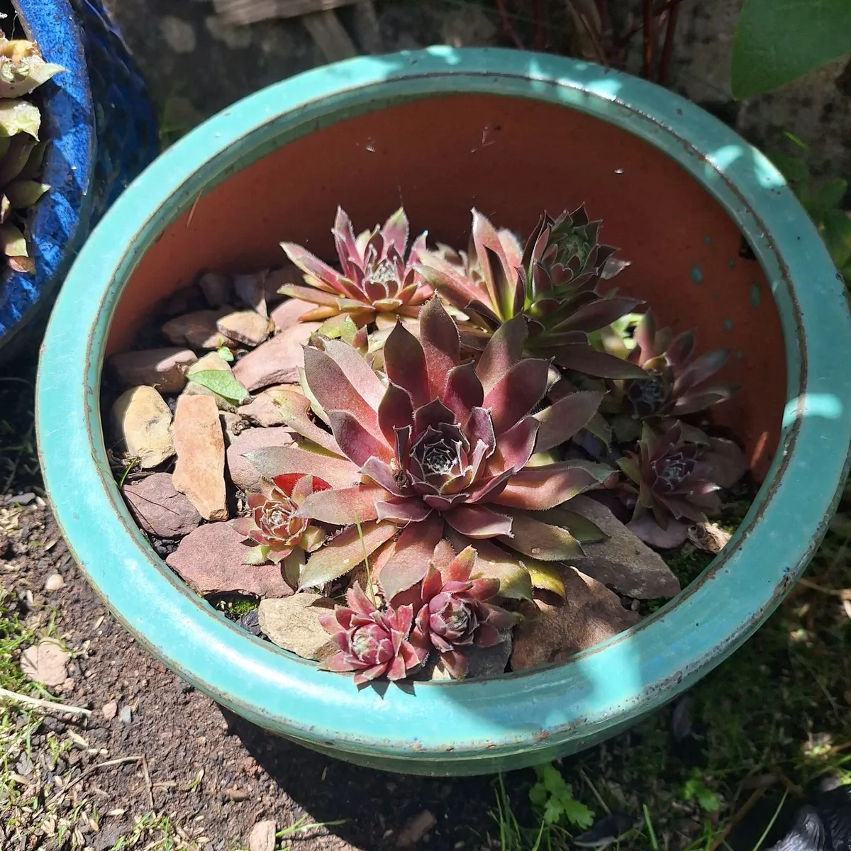Mature Succulent Arrangements in Glazed CeramicPot - Image 4