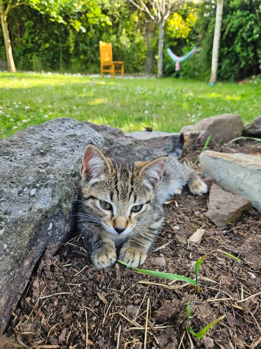 Cute kitten - Image 1