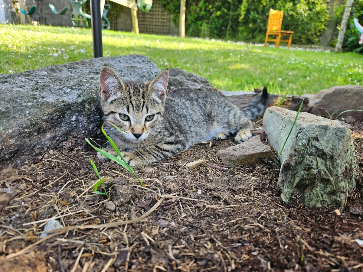 Cute kitten - Image 2