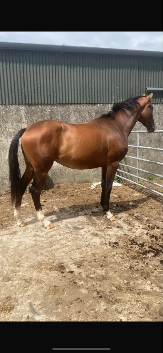 2 year old NH filly - Image 1