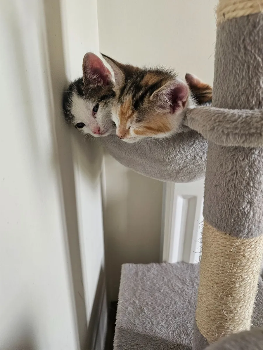 Adorable Kittens - Image 1