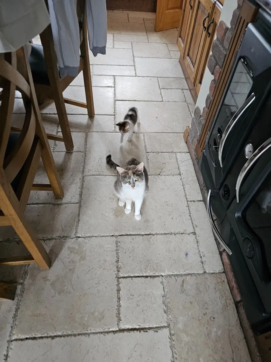 Adorable Kittens - Image 2