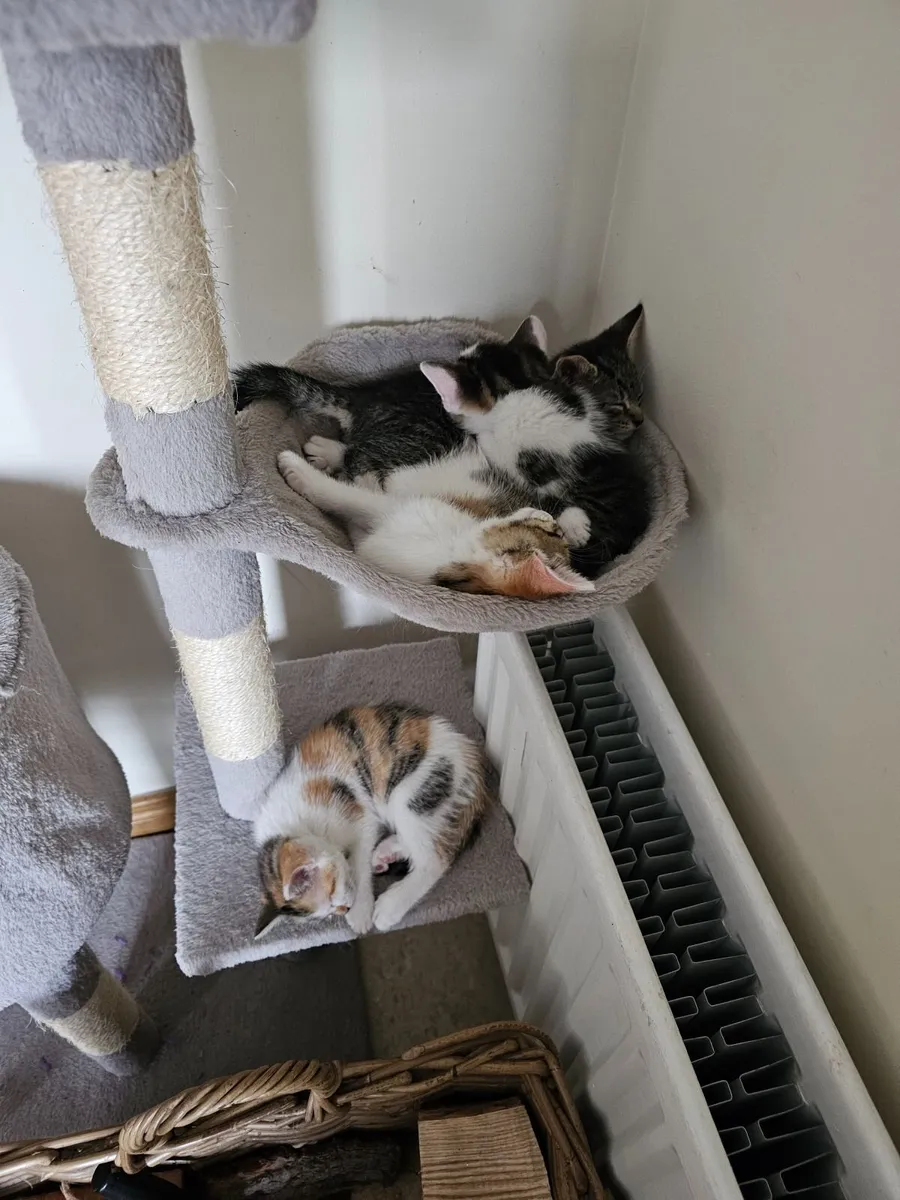 Adorable Kittens - Image 3