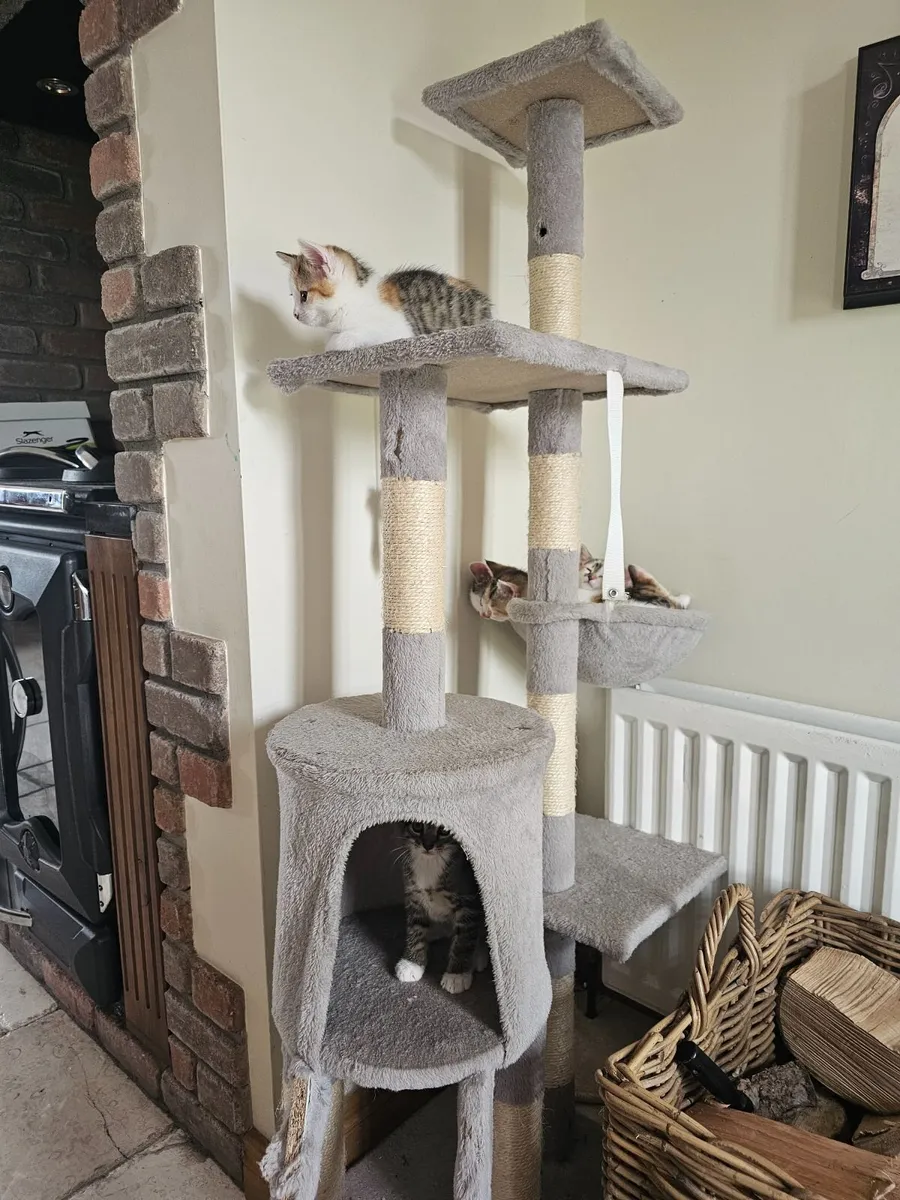 Adorable Kittens - Image 4