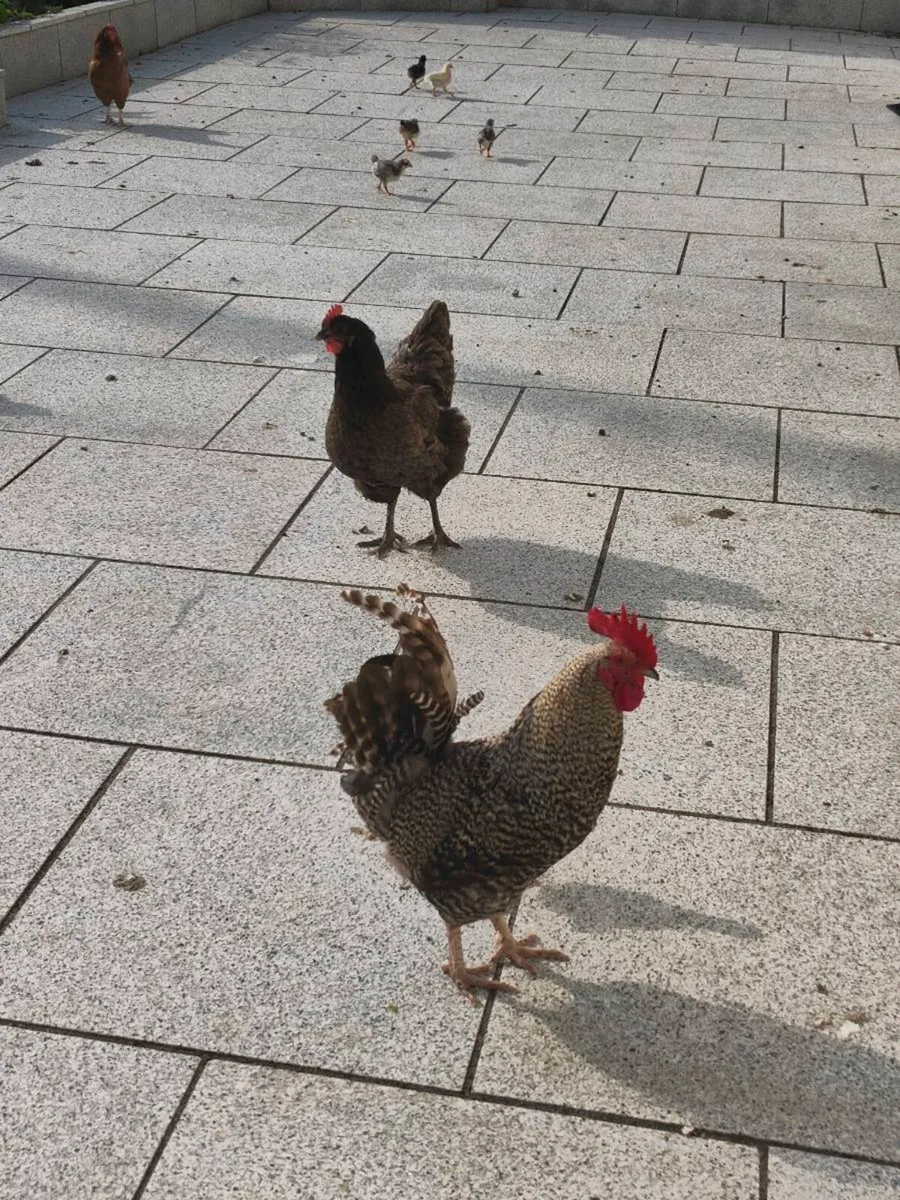Chickens - Image 2